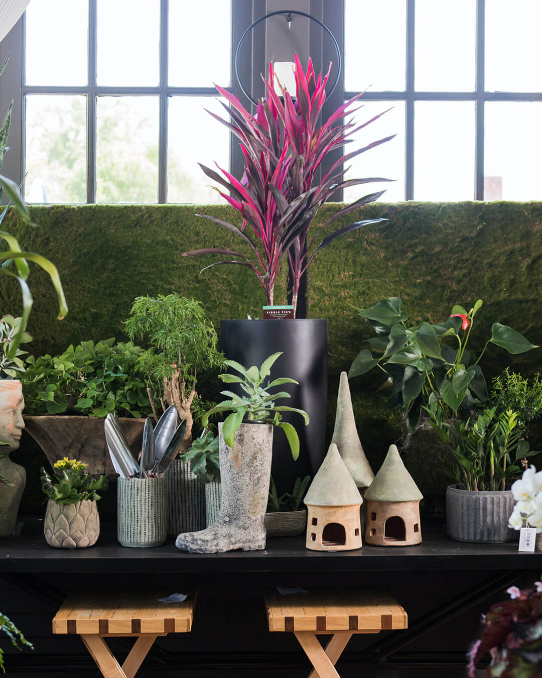 Shop Fiddle Figs